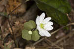 Rue anemone <BR>Windflower